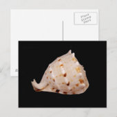 Conch Shellはがき ポストカード (正面/裏面)