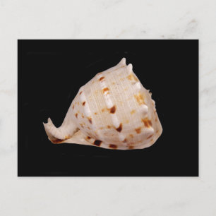 Conch Shellはがき ポストカード