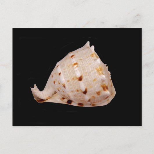 Conch Shellはがき ポストカード (正面)