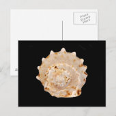 Conch Shellはがき ポストカード (正面/裏面)