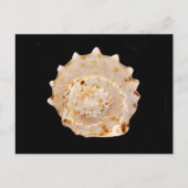 Conch Shellはがき ポストカード (正面)