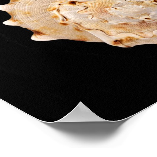 Conch Shellポスター ポスター (角)