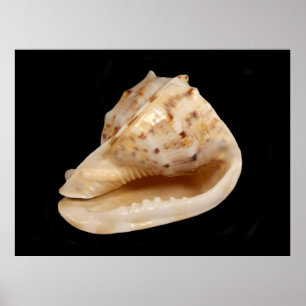 Conch Shellポスター ポスター