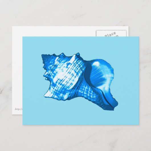 Conch shell sketch - cobaltとsky blue ポストカード (正面/裏面)
