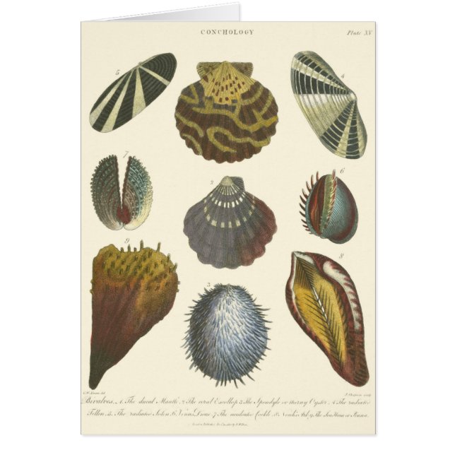 Conchologyコレクション (正面)