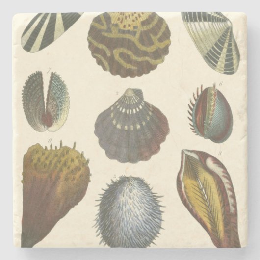 Conchologyコレクション ストーンコースター (正面)