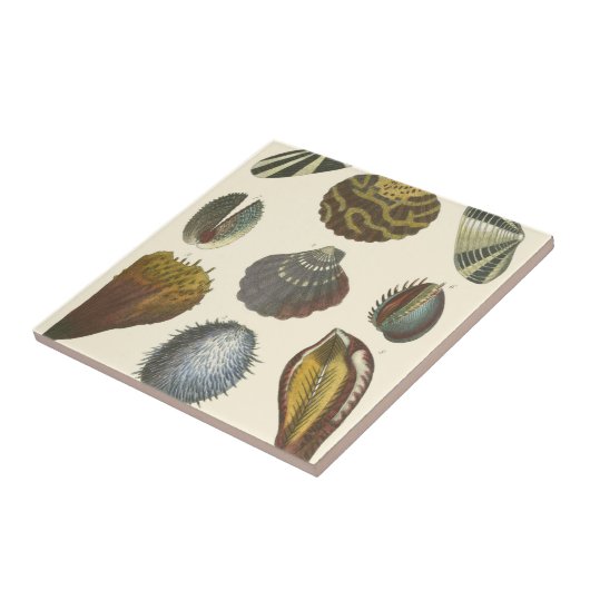 Conchologyコレクション タイル (側面)