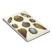 Conchologyコレクション ノートブック (右側)