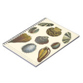 Conchologyコレクション ノートブック (左側)