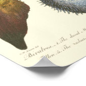 Conchologyコレクション ポスター (角)