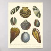 Conchologyコレクション ポスター (正面)