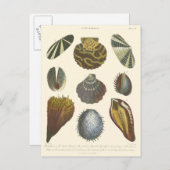 Conchologyコレクション ポストカード (正面/裏面)