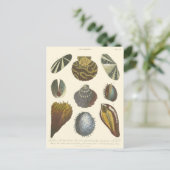 Conchologyコレクション ポストカード (スタンド正面)