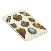 Conchologyコレクション マグネット (右側)