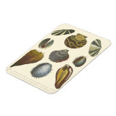 Conchologyコレクション マグネット (左側)