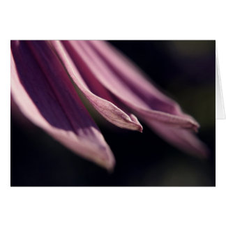 Coneflowerの花びらカード