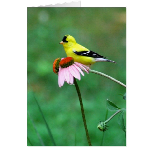 ConeflowerのGoldfinch (正面)