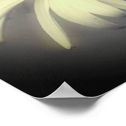 Coneflowerデイジー白黒の部分色 ポスター (角)