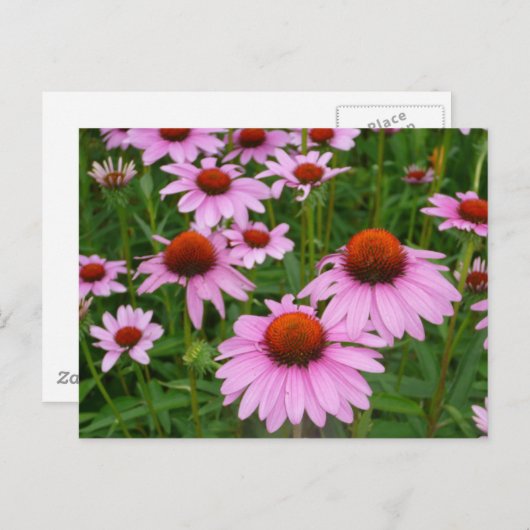 Coneflowerフィールド ポストカード (正面/裏面)