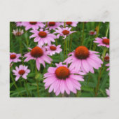 Coneflowerフィールド ポストカード (正面)