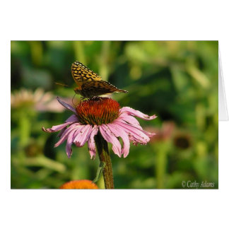 Coneflower