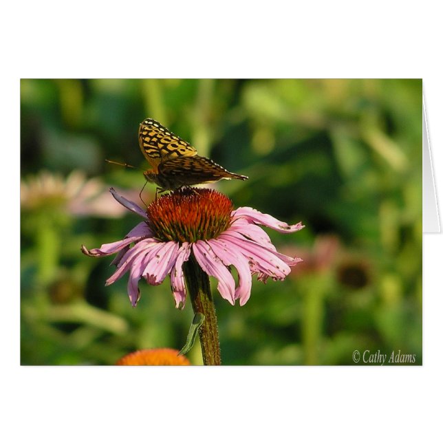 Coneflower (正面横)