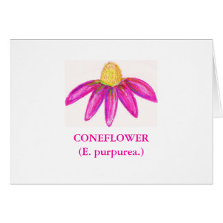 CONEFLOWER (E.のpurpurea。)