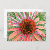 Coneflower/Rudbeckia花はがき ポストカード (正面/裏面)