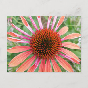 Coneflower/Rudbeckia花はがき ポストカード