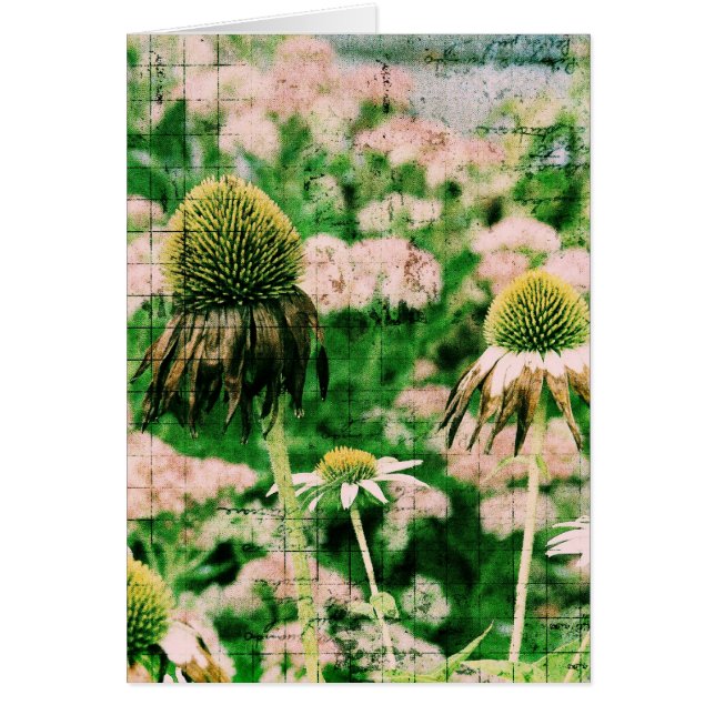 Coneflowers Grunge (正面)