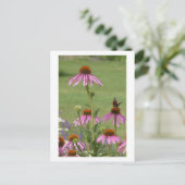 Coneflowers & Red Admiral Butterfly DIYポストカード シーズンポストカード (スタンド正面)