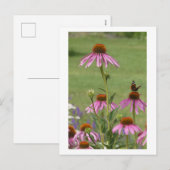 Coneflowers & Red Admiral Butterfly DIYポストカード シーズンポストカード (正面/裏面)