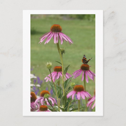 Coneflowers & Red Admiral Butterfly DIYポストカード シーズンポストカード (正面)