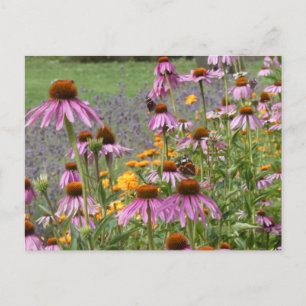 Coneflowers & Wildflowers DIYカラフルポストカード シーズンポストカード