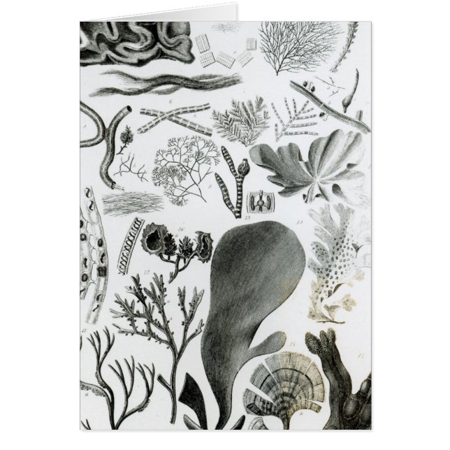 ConferraのFucus (正面)