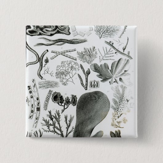 ConferraのFucus 缶バッジ (正面)