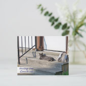 Connecticut Cat (Connectti-cat)からの挨拶 ポストカード (スタンド正面)