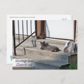 Connecticut Cat (Connectti-cat)からの挨拶 ポストカード (正面/裏面)