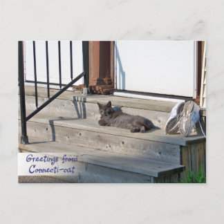 Connecticut Cat (Connectti-cat)からの挨拶 ポストカード