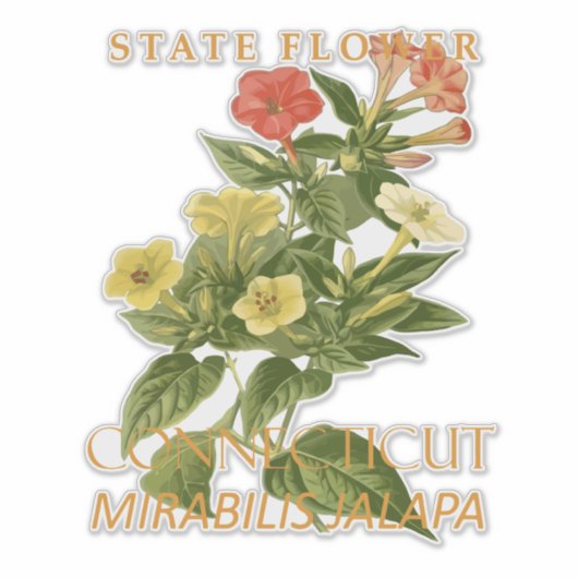Connecticut Territory Flower Mirabilis jalapa シール (正面)
