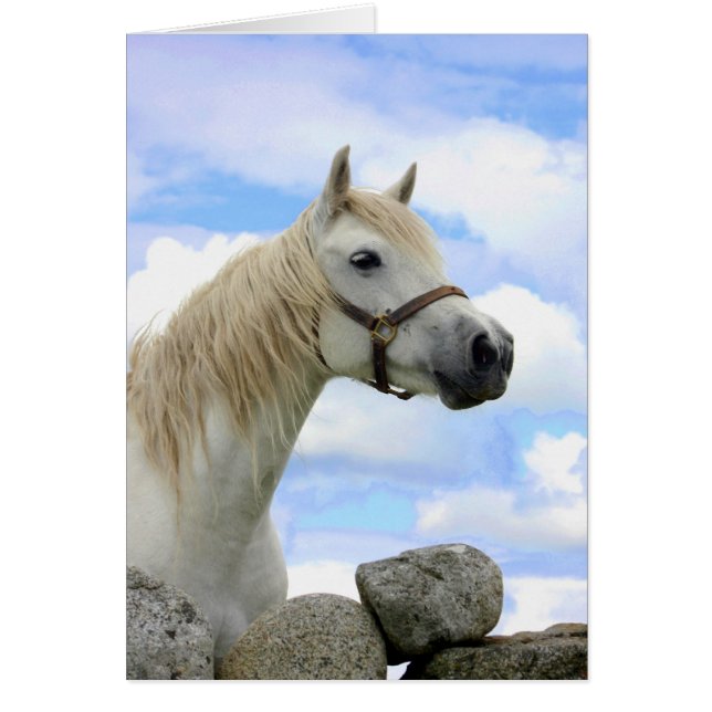 Connemaraの子馬 (正面)