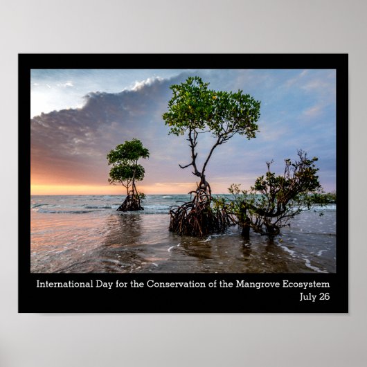 Conservation of the Mangrove、写真 ポスター (正面)