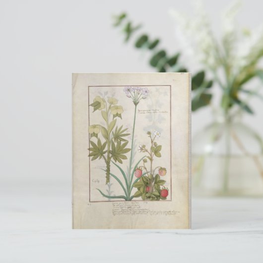 Consiligo、Bured、Strawberry ポストカード (スタンド正面)