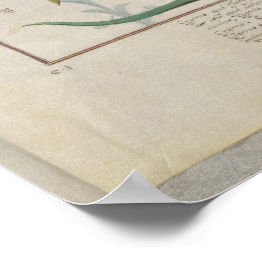 Consiligo, Burreed and Strawberry ポスター (角)