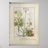 Consiligo, Burreed and Strawberry ポスター (正面)