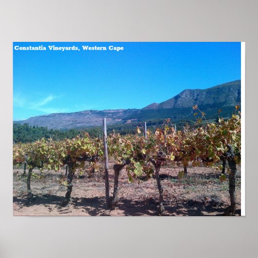 Constantia Vineyards, Western Cape ポスター (正面)