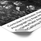 Controlled Pollinesization, Pear Orchard, UCD, 196 ポスター (角)