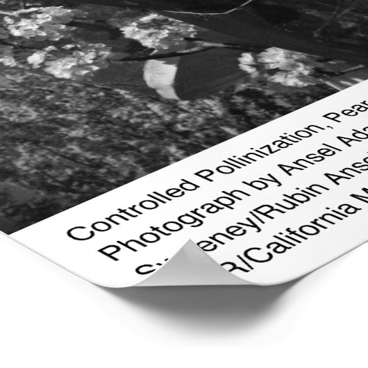 Controlled Pollinesization, Pear Orchard, UCD, 196 ポスター (角)