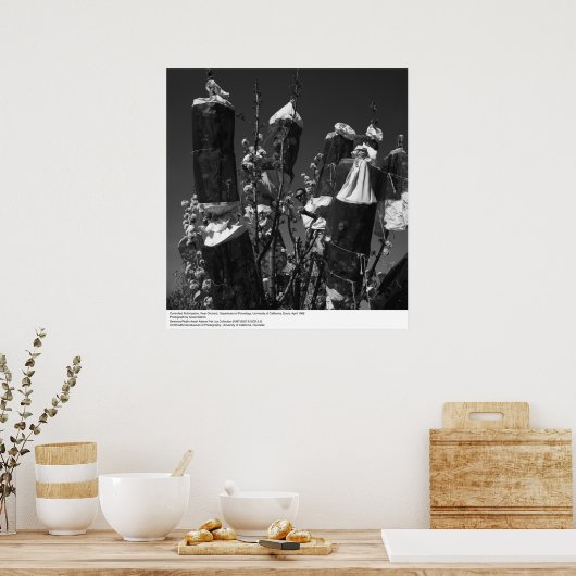 Controlled Pollinesization, Pear Orchard, UCD, 196 ポスター (キッチン)