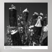 Controlled Pollinesization, Pear Orchard, UCD, 196 ポスター (正面)